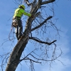 7vine tree service gallery