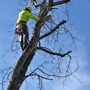 7vine tree service