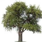 Lehmen's Tree Service