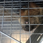 Homestead Wildlife Control