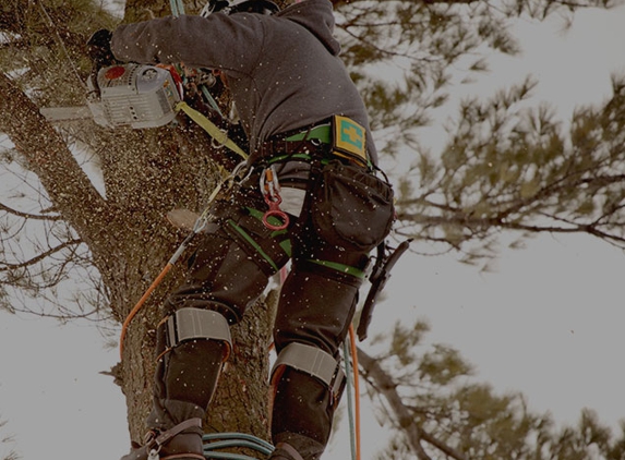 JP Tree Service - Lake Elsinore, CA