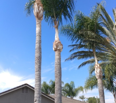 Luis Tree Service & Lawn Maintenance - Corona, CA