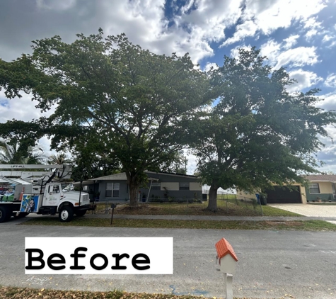 Go Green Affordable Tree Service - Hollywood, FL. Jennifer’s property 
Black olive n oak 
Clean up