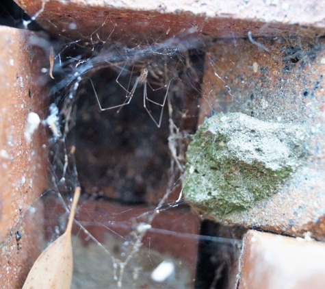 Total Pest Services - Dalby, QLD