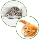 Aristokatz - Veterinary Care for Cats - Veterinarians