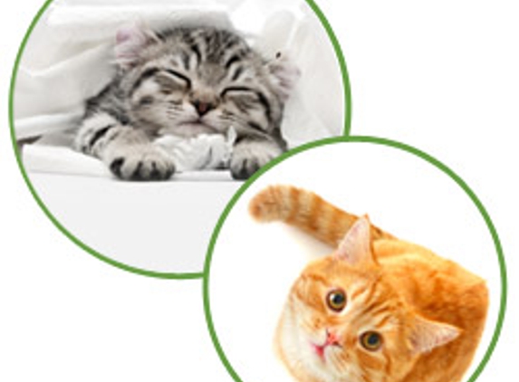 Aristokatz - Veterinary Care for Cats - Fairfield, CT