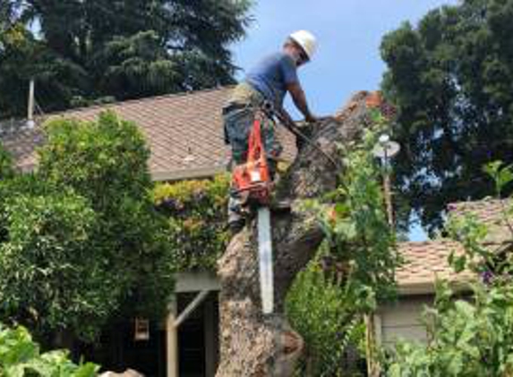 Sacramento Valley Tree Services, Inc. - Sacramento, CA