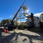 Wayne's Tree Service