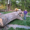 Lakes Region Tree & Stump Removal gallery