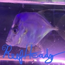 Reef Headz - Aquariums & Aquarium Supplies
