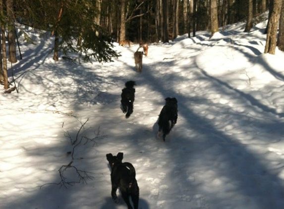 Random Rescue - Williamstown, VT