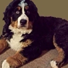 Coventry Bernese and Golden Mountain Dogs gallery