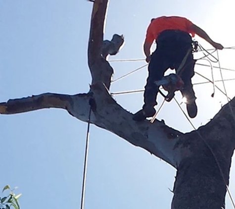 Tree Solutions - Rainbow Flat, NSW. High Climbing Expert