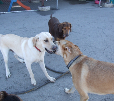 Central Bark Doggie Day Care - Oak Creek, WI