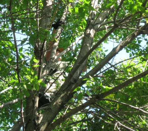 Arbor Care Tree Service & Affordable Tree Specialist - Ruckersville, VA