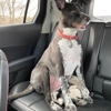 Mystic Paws Grooming gallery