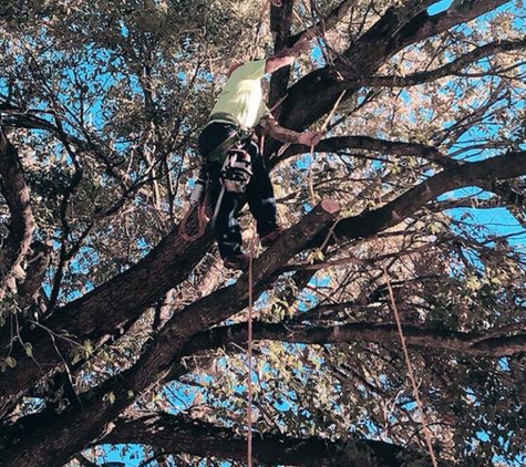 Dream Tree Services - San Antonio, TX