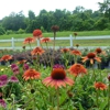 Montgomery Gibbs Garden Center - CLOSED gallery