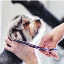 Dog Depot Grooming Salon LLC - Pet Grooming