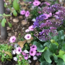 Marshall Butterfly Pavilion - Botanical Gardens