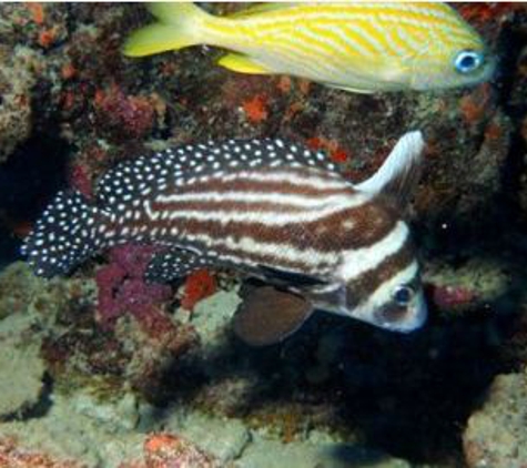 Dive Boat Diversity - Deerfield Beach, FL