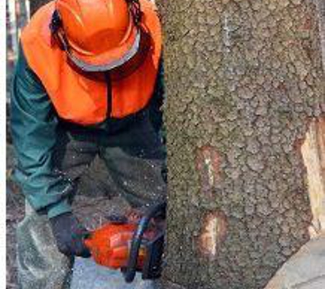 Lobo Tree Service - Longview, TX