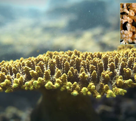 Australian Institute Of Marine Science - After Hours-