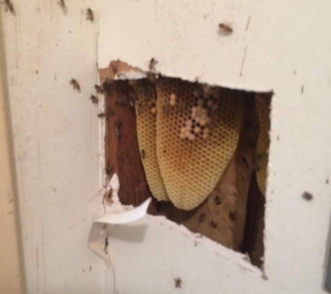 Best Bee Removal In Florida - Saint Petersburg, FL