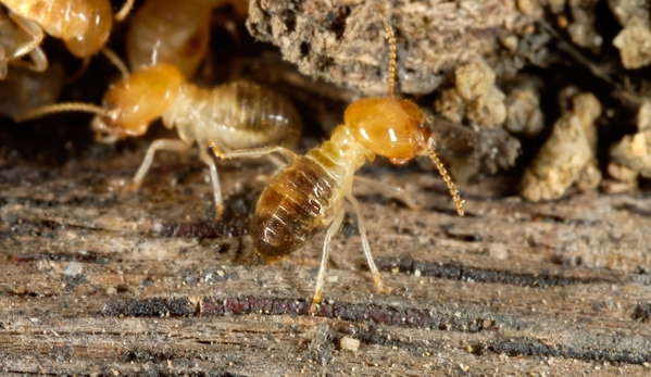 Affordable Pest Control - Nowra, NSW