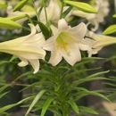 A & M Farm And Garden Center - Garden Centers