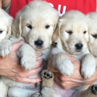 Golden Hills Retrievers