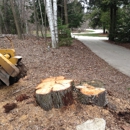 Affordable Stump Grinding LLC - Tree Service