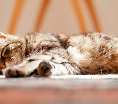 Peninsula Vet Care - Rosebud, VIC