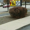Gold Star Chili gallery