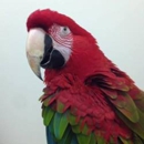 Center For Avian & Exotic Medicine - Veterinarians