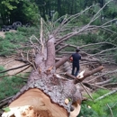 Blue Ridge Tree Services - Stump Removal & Grinding