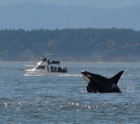 Seattle Orca Whale Watching - Seattle, WA