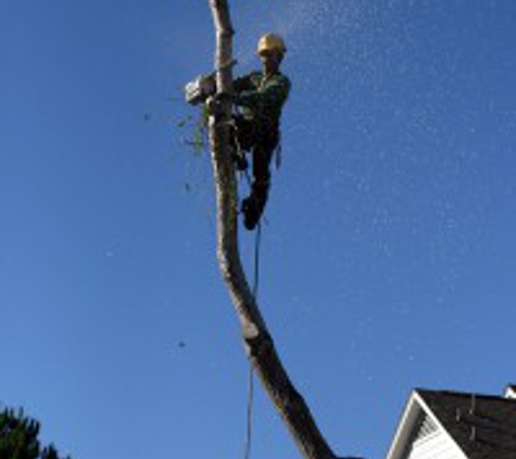 allstate tree & shrub corp - Jersey City, NJ