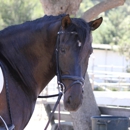 Los Osos Valley Equine Farm - Horse Stables