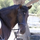 Los Osos Valley Equine Farm