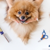 Groom & Goods – Dog Grooming & Pet Supply | Cliffside Park gallery