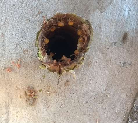 Termitedoc Pest Control - Cardiff, NSW. Drill Hole In A Termite Nest