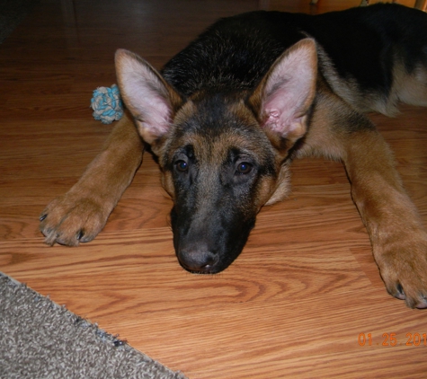 Miles Helmuth, German Shepherd - Fort Worth, TX