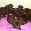 Grantsburg Animal Hospital gallery