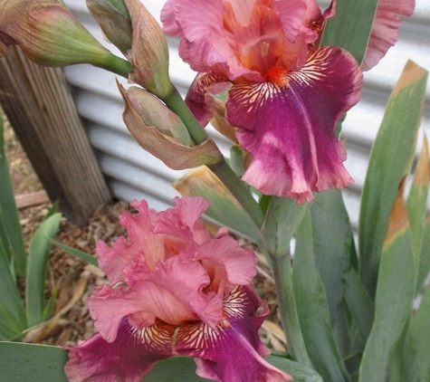 Bloomer-Rang Iris Farm - Kirkland, AZ