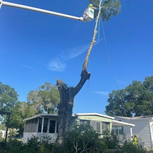 TreesForYou.com - Clearwater, FL