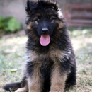Ruskin House of Shepherds - Dog Training