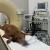 MyPetScan gallery