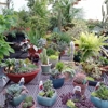 Creekside Garden Center gallery