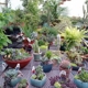 Creekside Garden Center